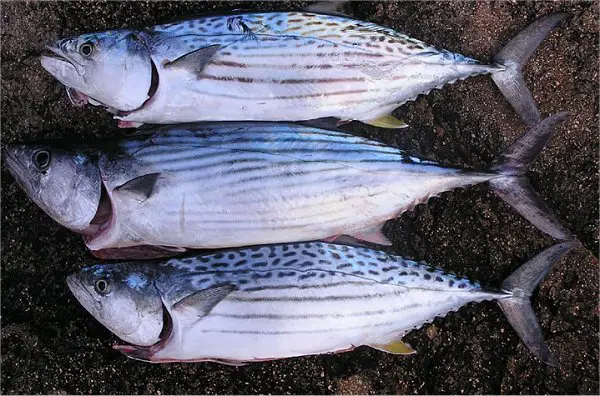 Picture showing the difference between the common bonito (middle) and the Watson's Leaping Bonito (Top and Bottom fish)