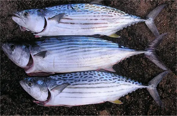 How to Catch Bonito  Fishing for Bonito Tuna