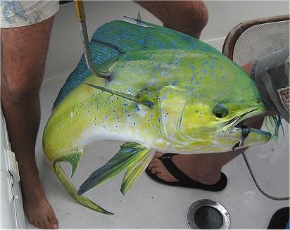 dolphin fish, mahi mahi photo