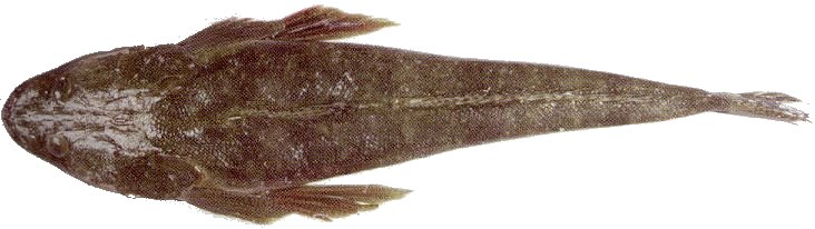 Top view of flathead fish