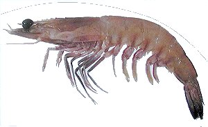 Eastern King Prawn (Penaeus plebejus) Photo