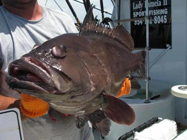 Goliath Grouper caught in Fort Lauderdale florida