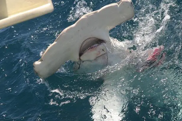 Hammerhead shark showing head above water and mouth details