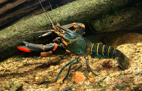 Redclaw crayfish, Cherax destructor, or the common native australian Yabby