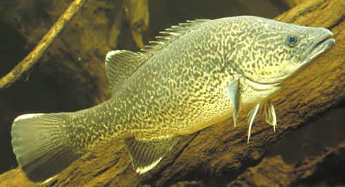 Live Murray Cod (Maccullochella peeli) Photo