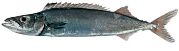 Gemfish (Rexea solandri) Photo