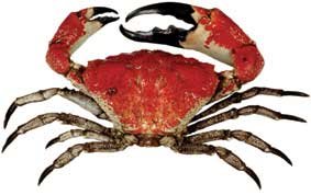 Pseudocarinus gigas, giant deepwater crab, giant Tasmanian crab, king crab, giant crab, australian crab, largest crab in australia