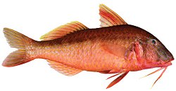 picture of Red Mullet, Goatfish & Tiny Barbounia (Upeneus tragula)
