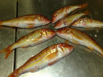 fresh whole goatfish