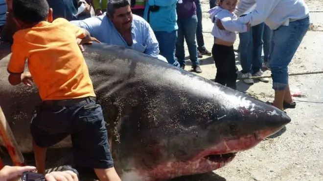 a GREAT WHITE SHARK nearly 20 feet long and weighing over 2000 pounts hooked by fishermen