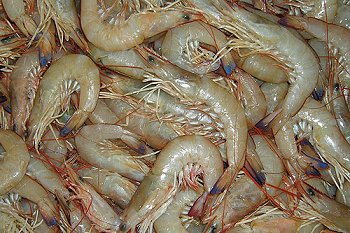 banana prawns, penaeus indicus, green prawns, uncooked prawns, whole prawns, green shrimp, penaeus shrimp