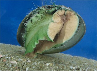 Live Abalone, Greenlip Abalone, Haliotis laevigata. The International Abalone Society