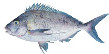 Morwonr - Nemadactylus Species, rubber lips fish