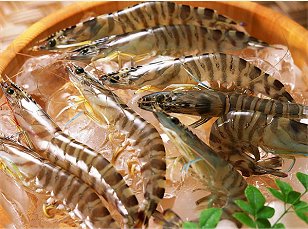 black tiger shrimps, Huazhou Aquatic Products Co Ltd
