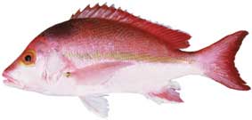 Hussar Fish (Lutjanus Amabilis), red hussar fish