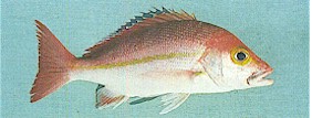 Hussar Fish (Lutjanus Amabilis) photo