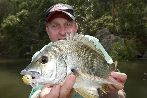 John Bell - Nice bream on lure