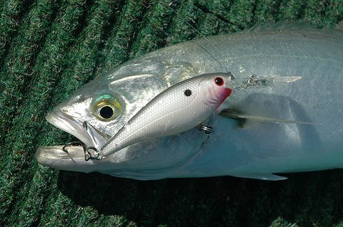 Fishing for tailor, taylor, bluefish using lures - photos