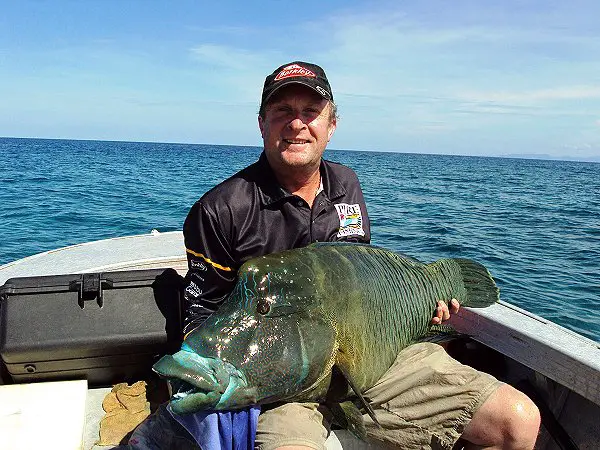 catching maori wrasse on lure - catch and release
