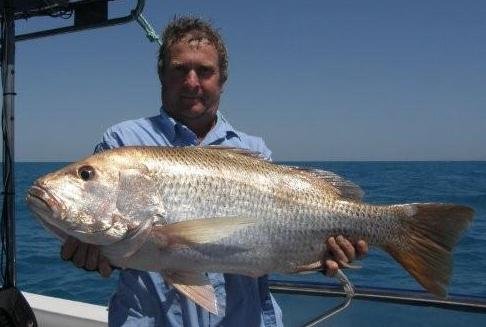 Saddle tail sea perch, saddletail snapper, fishing in australia photos