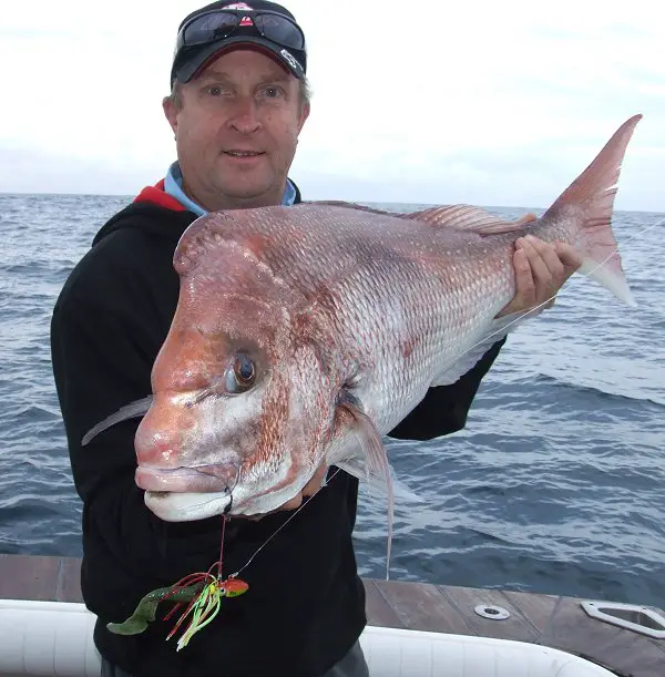 John Bell - Catching big snapper on lures, test squiddo capture of nice snapper by John Bell