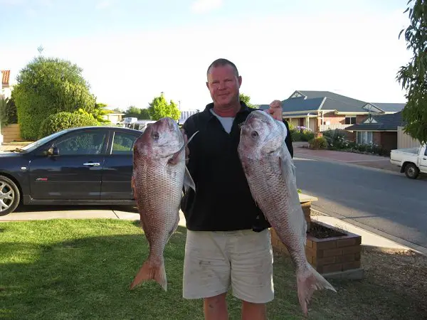 2 great snapper caught by John, cockney bream, pinkies, red bream, schnapper, squire, pink snapper