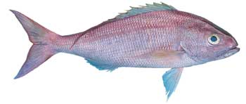 King snapper, rosy jobfish, commercial fishery