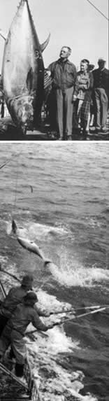 tuna fishing from Central Pacific Tuna, old photos of tuna fishing, huge tuna, poling for tuna