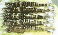 live black tiger prawns, black tiger shrimp live, farmed black tiger shrimp, bt prawns