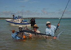Black marlin fishing photos, sight fishing for black marlin