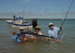 Black marlin fishing photos, sight fishing for black marlin