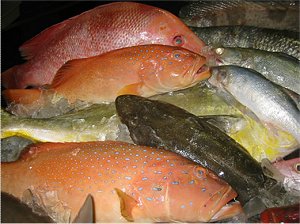 Mixed Reef Fish, Coral Trout, Snapper, Red Snapper, Grouper, Whiting, Trevally