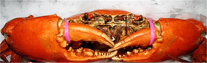 mud crab cooked showing claws mouth eyes