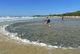 hauling in a catch of mullet on the beach