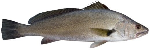 Jewfish or Mulloway (Argyrosomus hololepidotus) Photo