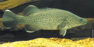 Murray Cod (Maccullochella peeli) in fish tank