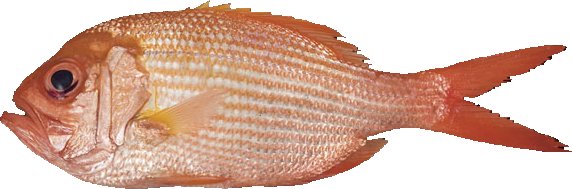 Redfish | Nannygai