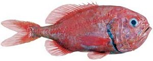 Orange Roughy (Hoplostethus atlanticus) whole fish