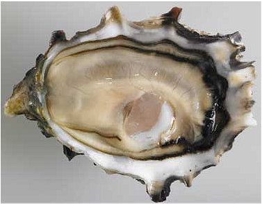 pacific oyster, half shell oyster, oyster in shell, pacific king oyster, pacific rock oyster