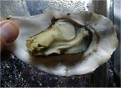 Pacific Oyster Opened