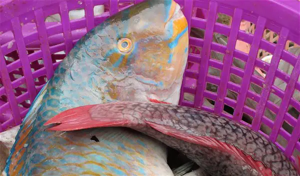 Parrot Fish photographed on fish market wharf in ranong, thailand.