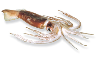 Arrow Squid (Nototodarus gouldi) 