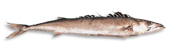 Barracouta (Thyrsites atun) Photo of whole fish