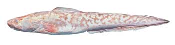 LING FISH, Genypterus species, pink ling fish, pink cusk eel, ling kingclip fish