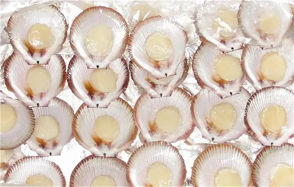 queensland scallops on half shell