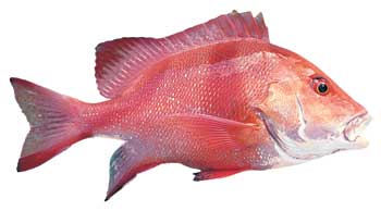 Red Emperor Lutjanus sebae, sea perch photo