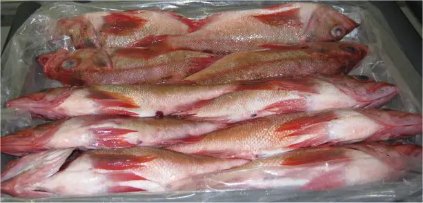 red fish ocean perch