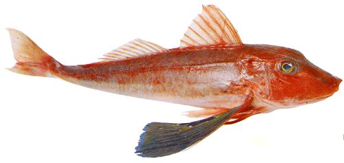 Red gurnard