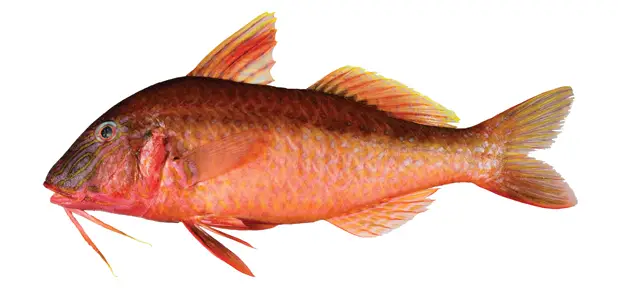Red Mullet or Goatfish