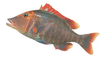 Red Throat Emperor (Lethrinus chrysostomus) photo